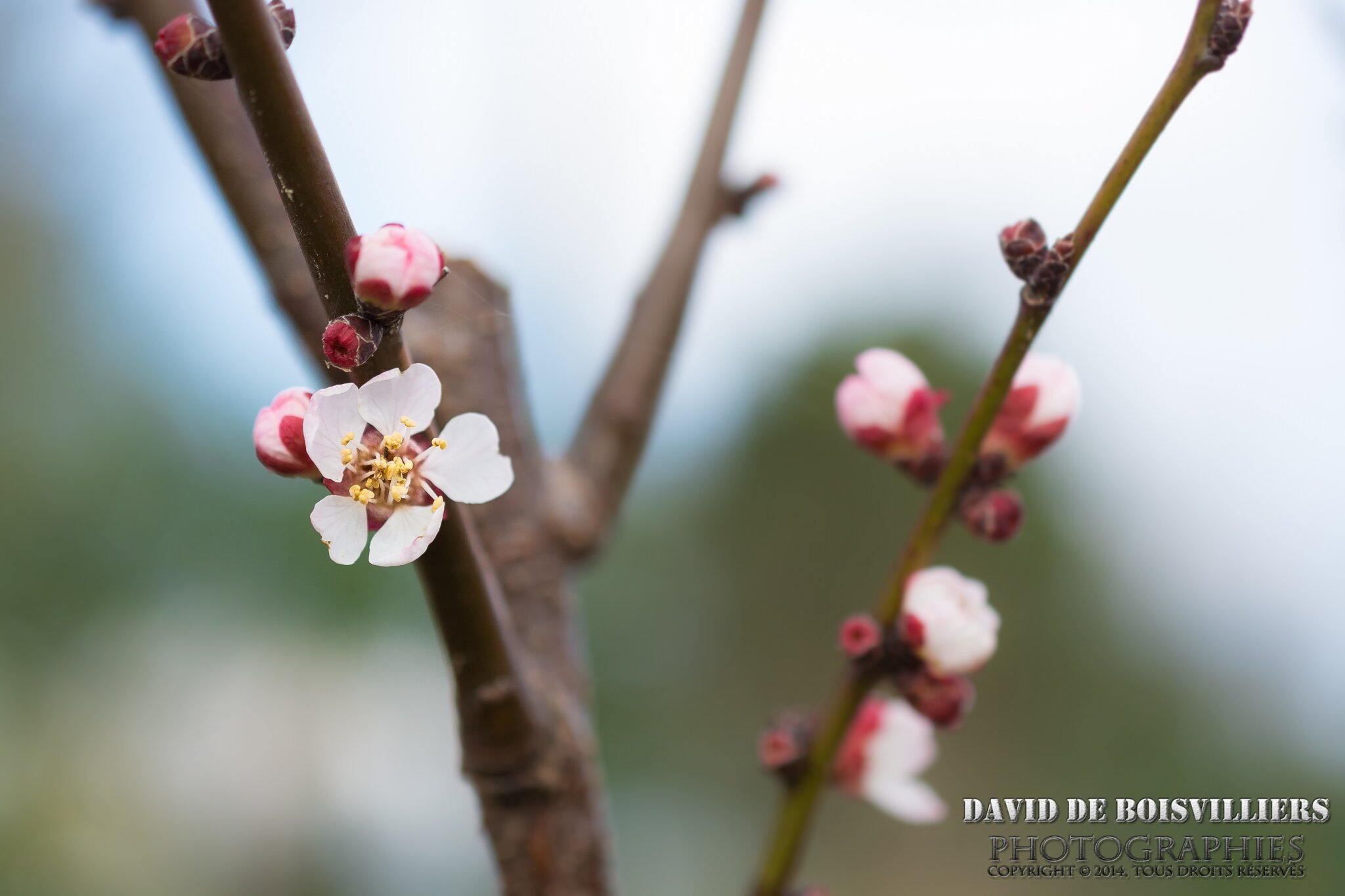 2015-03-22_DSC_2718_NIKON D7100_ISO 500_40 mm_40