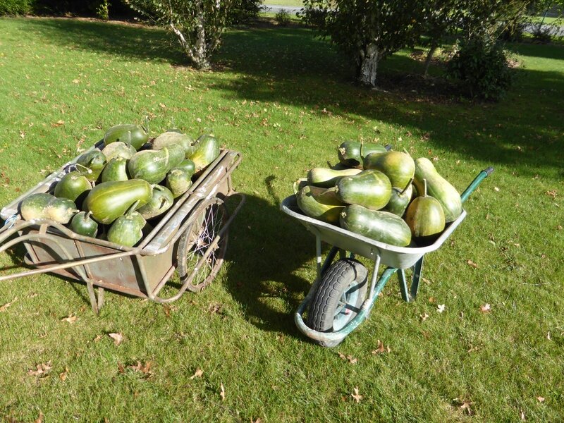 13-courges sucrine du berry