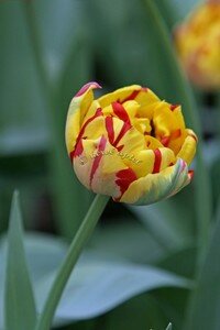 IMG_2518copie2