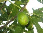 Jardin__fruits__Murphy__Ruby__Nugget_s_12