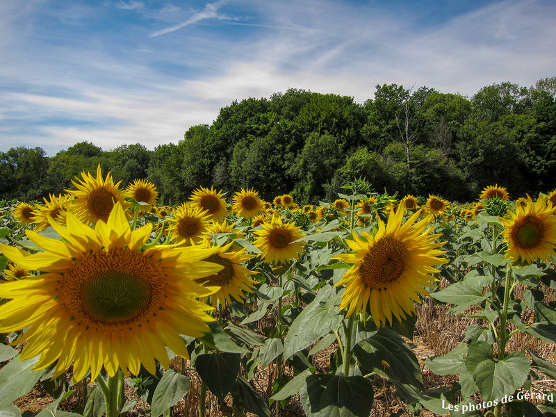 Tournesols