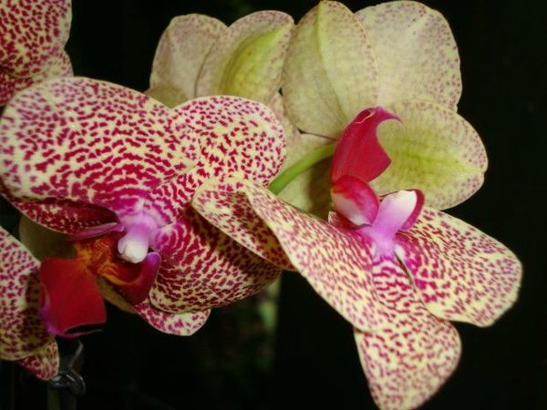 orchide-0