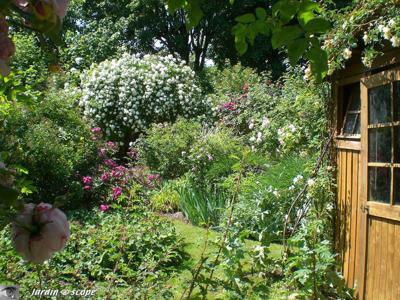 Autour de la cabane de jardin au toit végétalisé…