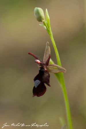 2012_05_07_Ophrys_x_royanensis_02