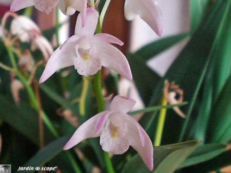 Dendrobium Berry Snow Fairy