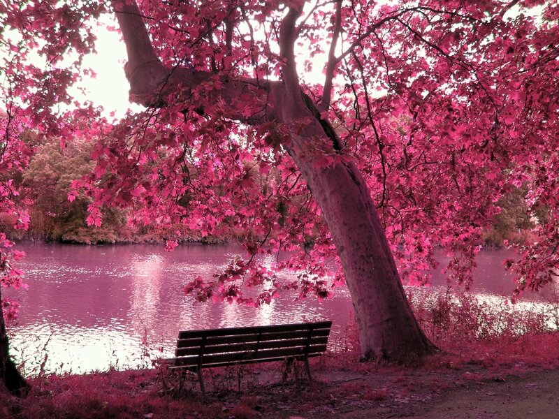 lake-pond-pond-forest-trees-bench-benches-branches-leaves-autumn-rose-foliage