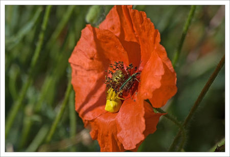Torfou_coquelicot_araignee_insecte_1_210609