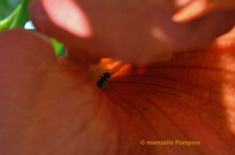 fleur-rouge-et-fourmi