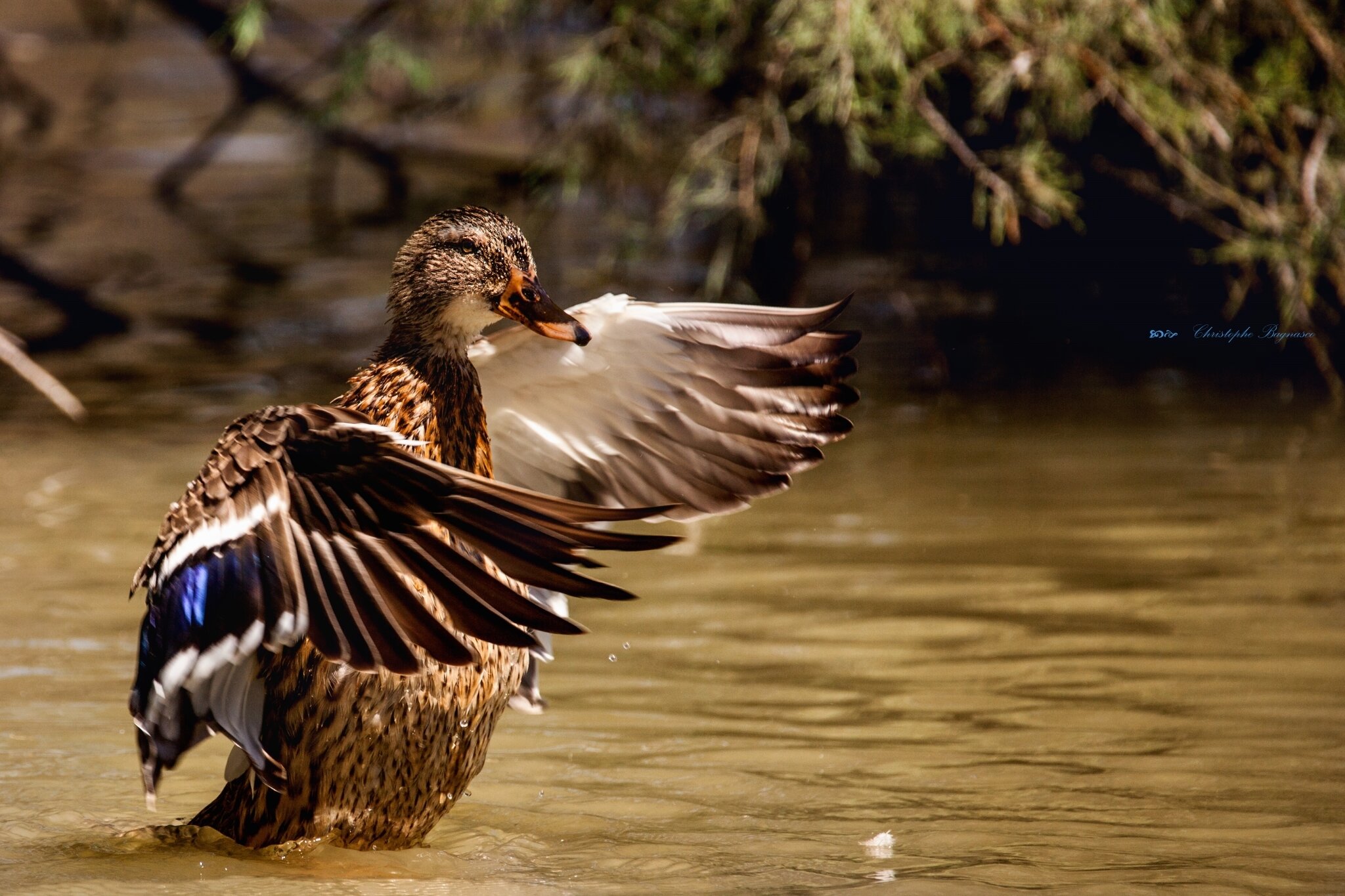 Dansons sur l'eau
