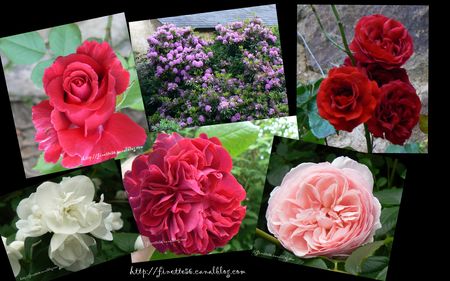 montage_roses