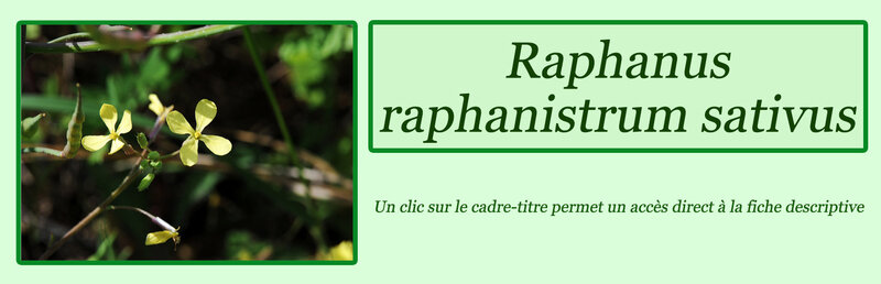 Raphanus raphanistrum