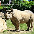 Un rhinocéros noir tchèque rejoint la Tanzanie