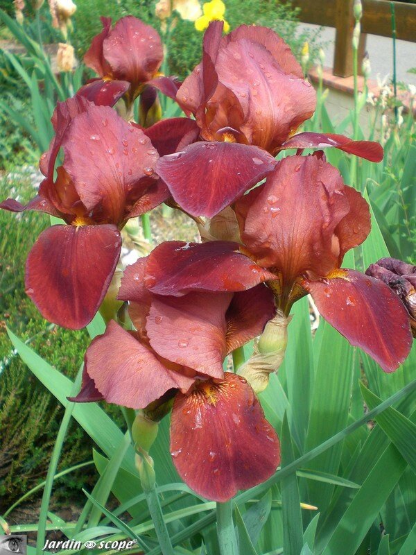 Iris Sultan palace
