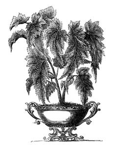 pottedplant-vintageimage-Graphics-Fairy2