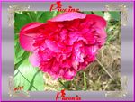 Pivoine_rouge