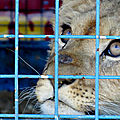 Au Portugal, interdiction des <b>animaux</b> <b>sauvages</b> dans les cirques. 
