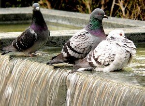 Pigeons_au_bain