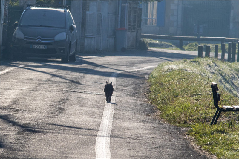 Chat ligne blanche route 150122