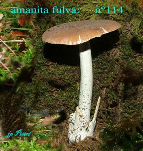 amanita_fulva__n_114