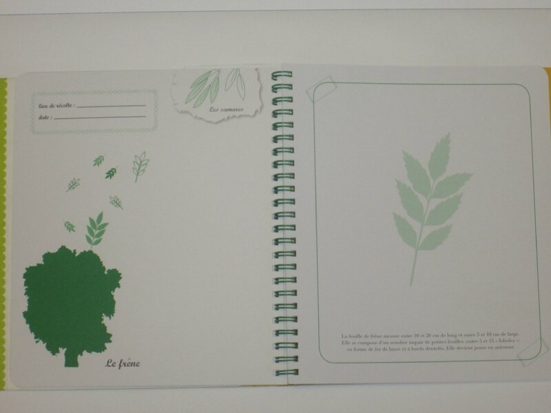 Mon premier herbier des feuilles