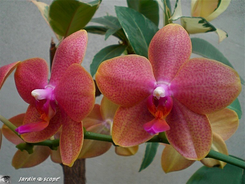 Expo d'Orchidées 2008 - Serre aux papillons du Parc Floral d'Orléans