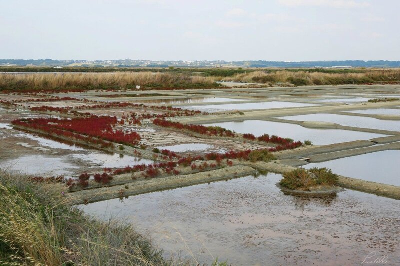 Marais salants de Guérande_A99A7458