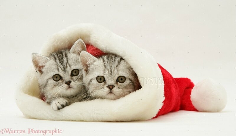 14843-Pair-of-silver-tabby-kittens-in-a-Santa-hat-white-background