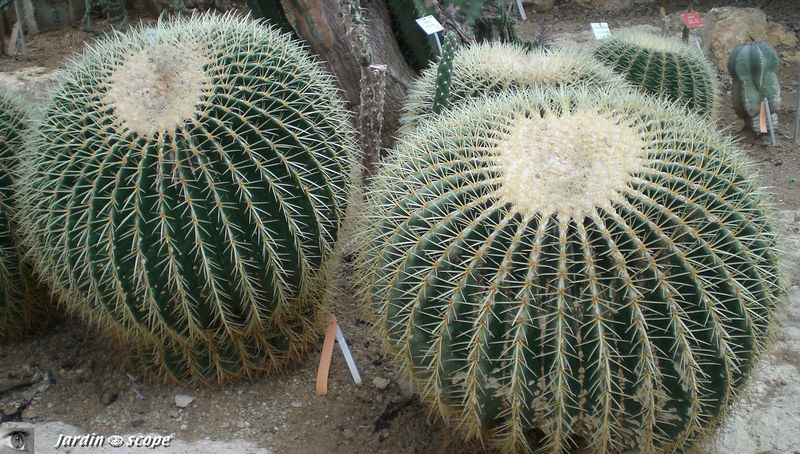 CIMG1460_Echinocactus