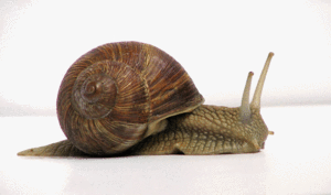 cagouille