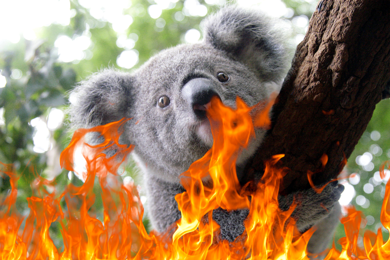 koala prisonnier des flammes - Comp