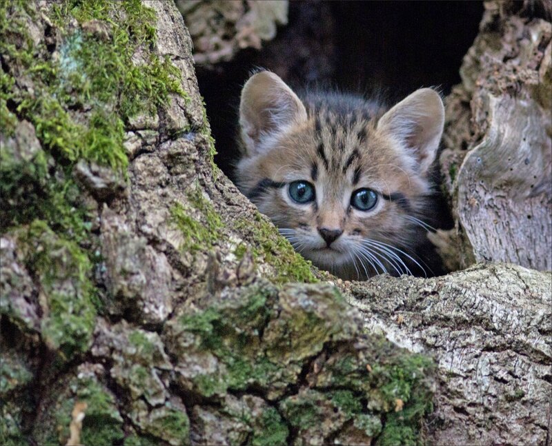 Puits Enfer chat matin 130816 64 trou arbre regard
