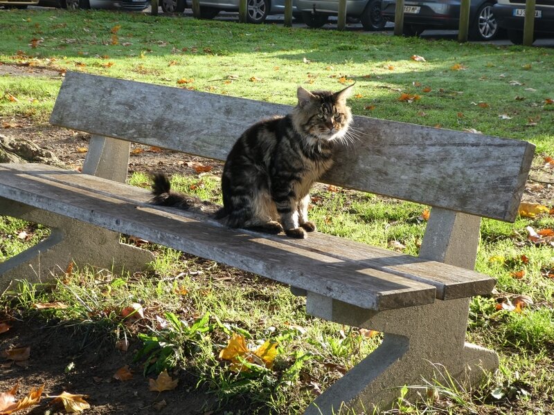 CHAT sur un banc