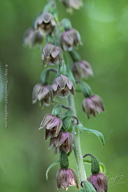 Epipactis helleborine