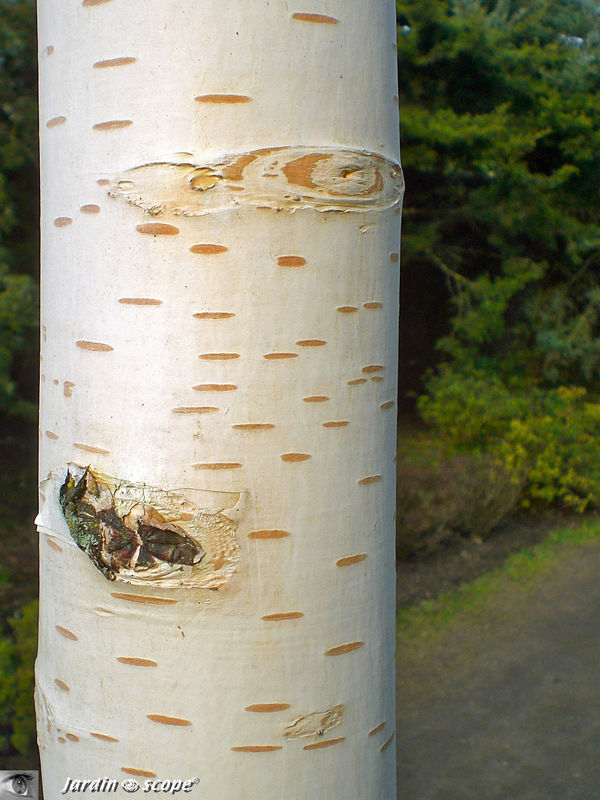 Bouleau verruqueux • Betula pendula ou Betula verrucosa • Famille des betulaceae