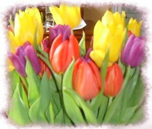 Tulipes_1