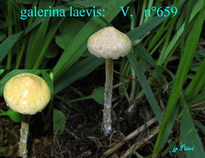 galerina_laevis____n_659