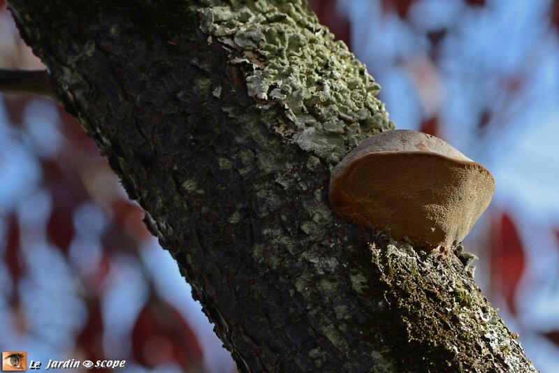 Phellin des arbres fruitiers • Phellinus tuberculosus