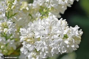 Syringa-vulgaris-Mme-Lemoine