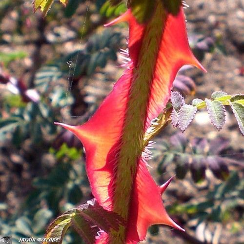 Rosier aux épines particulièrement rouges