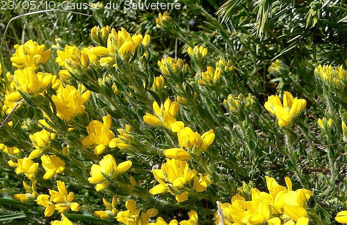 genista hispanica