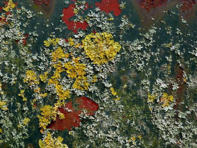 Couleur d'automne 6