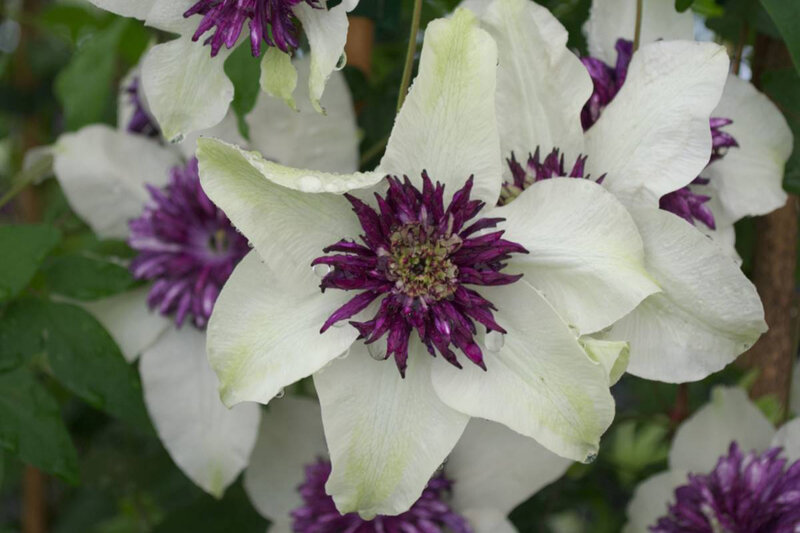 Clematite-florida-bicolor