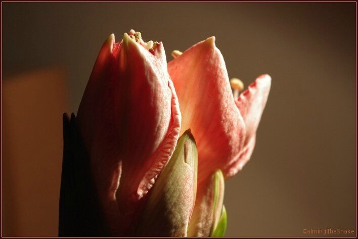 Amaryllis, 3 janvier 2015, 4