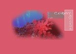 CORAIL_ROUGE_copie