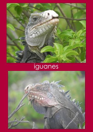 iguanes