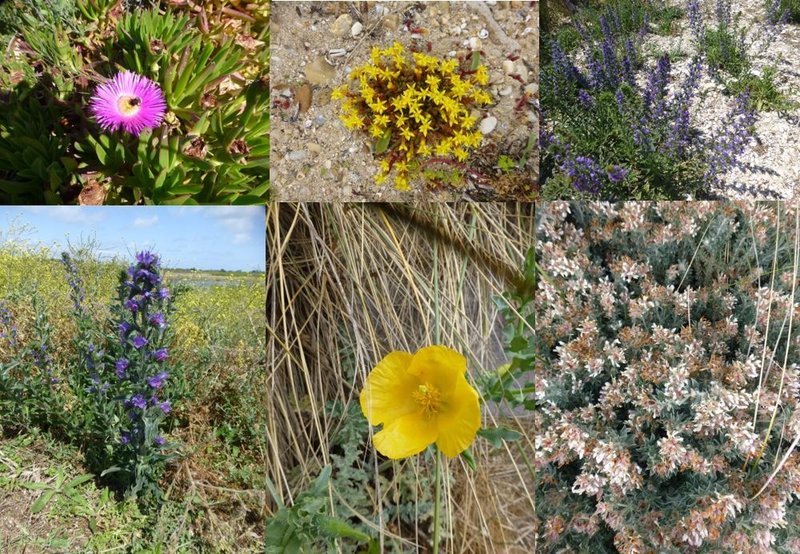Fleurs des marais