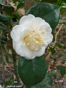 Camellia X Willamsii Donation