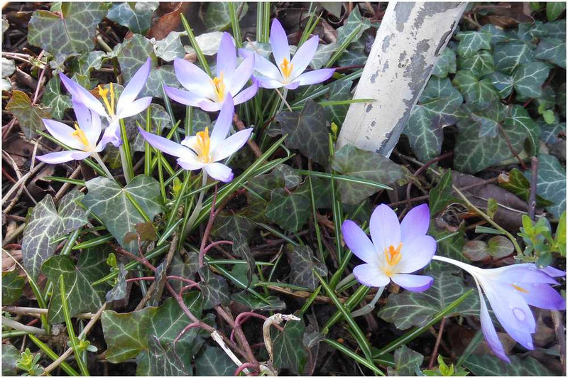 crocus