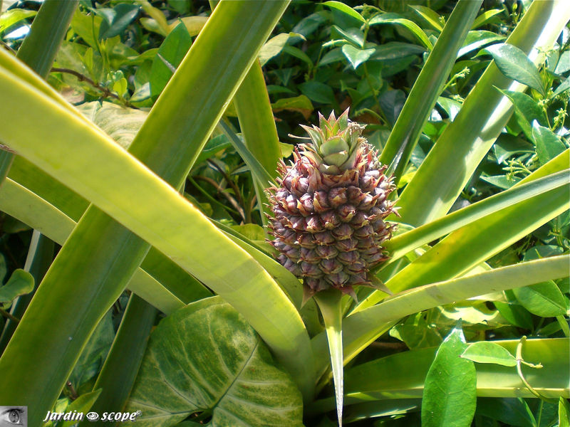 9150-Ananas-comosus