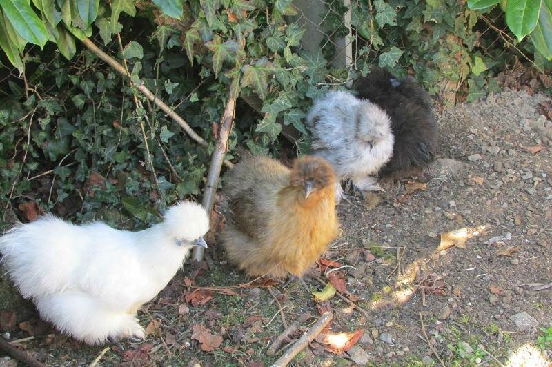 Poulettes mardi 12